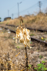 Dried yellow plant and leaf at railway