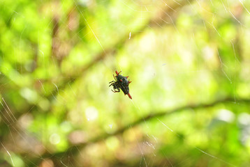  Spiders web background green light