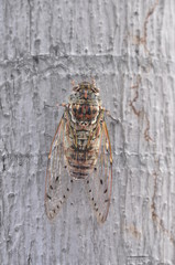 Cicada on the tree