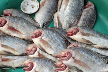 Fresh fish in the market