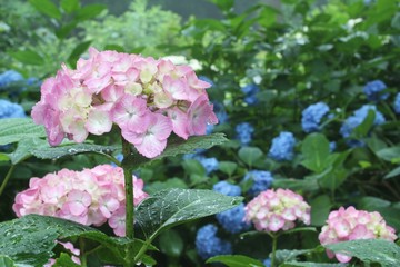 アジサイ