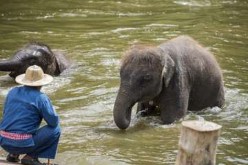 Fototapeta premium Mahouts bath and clean the elephants in the river