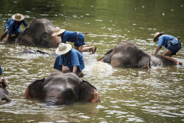 Mahouts bath and clean the elephants in the river