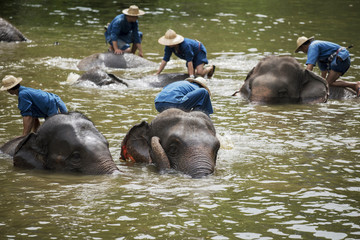 Mahouts bath and clean the elephants in the river