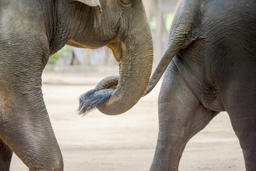 Close up elephant trunk holding the tail of another elephant. - 84930501