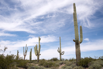 Organ Pipe Cactus N.M., Arizona, USA