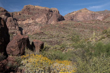 Organ Pipe Cactus N.M., Arizona, USA