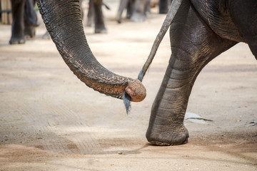 Close up elephant trunk holding the tail of another elephant. - obrazy, fototapety, plakaty