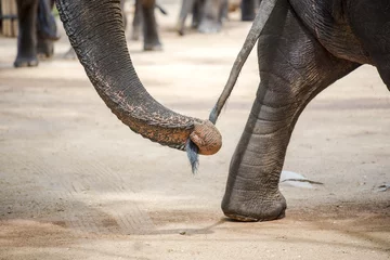 Zelfklevend Fotobehang Close up elephant trunk holding the tail of another elephant. © devilkae