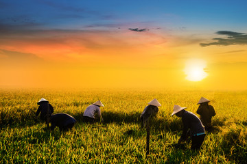 Farmers harvesting rice on their fields in sunset