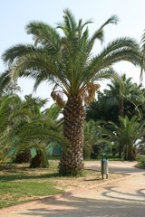 Obraz premium Palma daktylowa w Egipcie
