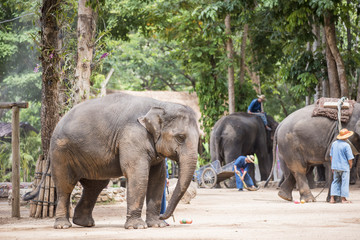 mahout show how to train elephant in forestry industry. Lampang, Thailand.