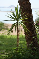 Egipska palma - egipt