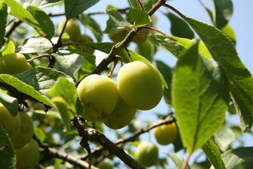 Żółta śliwa, żółta śliwka, owoce © agatop