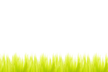Fototapeta premium green grass under white background.