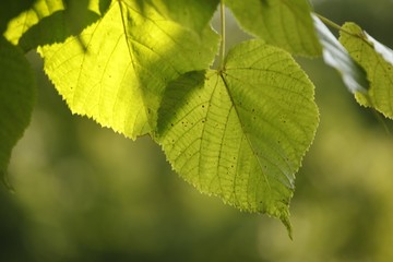 Zielone liście © agatop