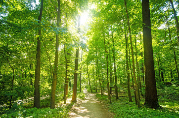 Einladung zum Träumen und Entspannen: Wald mit Morgensonne :)