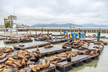 Obraz premium Pier 39 in San Frnacisco