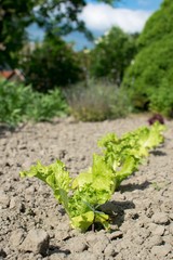 A row of young lettuce plants in the garden