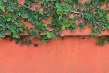 Green creeper on orange concrete wall