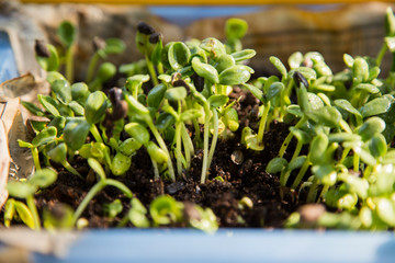 Sunflower Sprouts growing  is a shine  light.