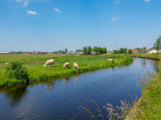 Schapen langs sloot bij dorp