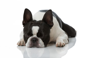 Fototapeta premium Schlafender Boston Terrier