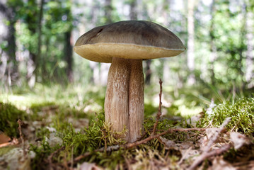Eatable mushroom