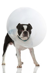 Fototapeta premium Hund mit Schutzkragen