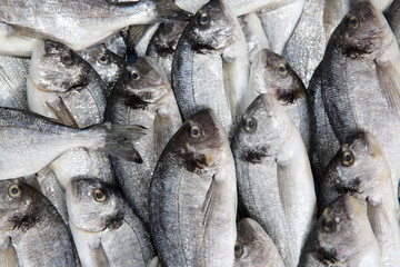 Obraz premium Sea Bream on Fish Market in Istanbul. Turkey