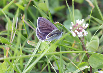 Бабочка голубянка на цветочной полянке.