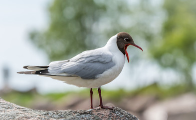 Black-headed Gull