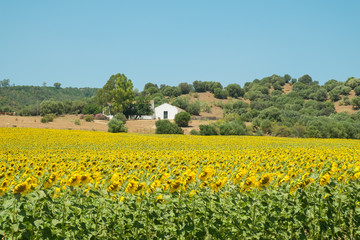 Fototapeta na wymiar Sunflower farm