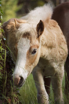 Haflinger Stutfohlen  auf der Weide