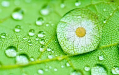 daisy drop