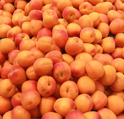 abricots