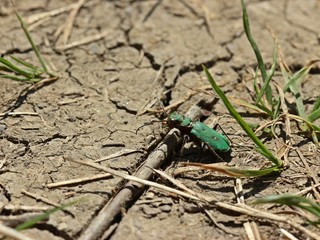 Feldsandläufer (Cicindela campestris) 