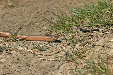 Blindschleiche (Anguis fragilis) am Dörnberg 
