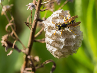 Wasp nest, Sicily