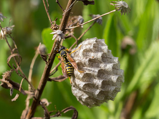 Wasp nest, Sicily