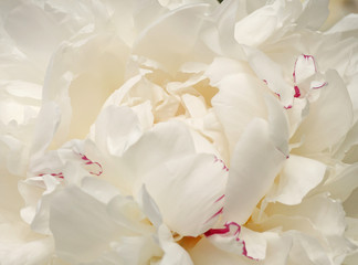 Fototapety  close up of white peony flower