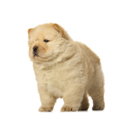 chow-chow puppy