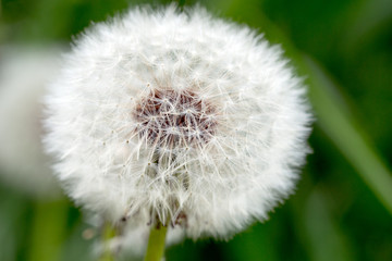 Dandelion / close up of a Dandelion in a meadow