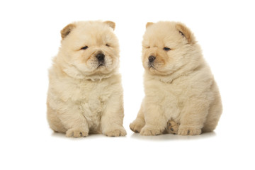 chow-chow puppies