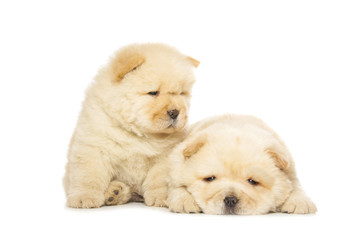 chow-chow puppies