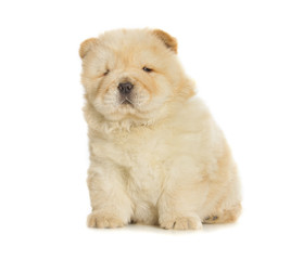 chow-chow puppy