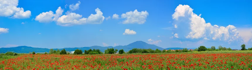 Keuken spatwand met foto Beautiful panoramic view of a poppy field in summertime © cristianbalate