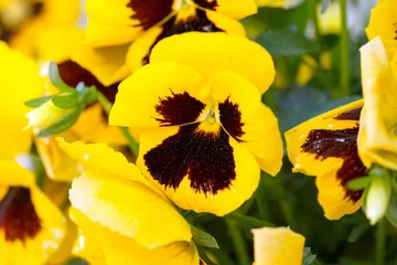 Deurstickers Viooltjes Viooltjes / gele viooltjes in een bloemperk
