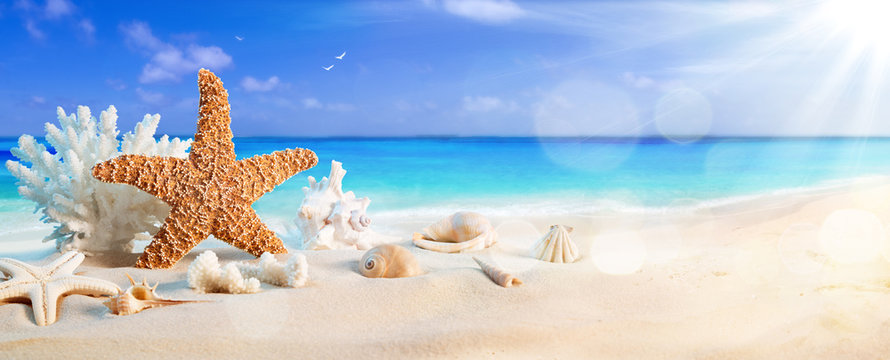seashells on seashore in tropical beach - summer holiday background
