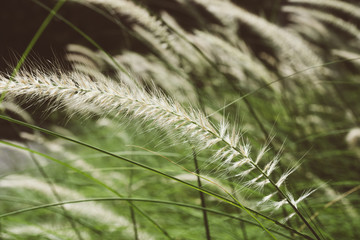 Grass Meadow Field Nature Background Vintage style